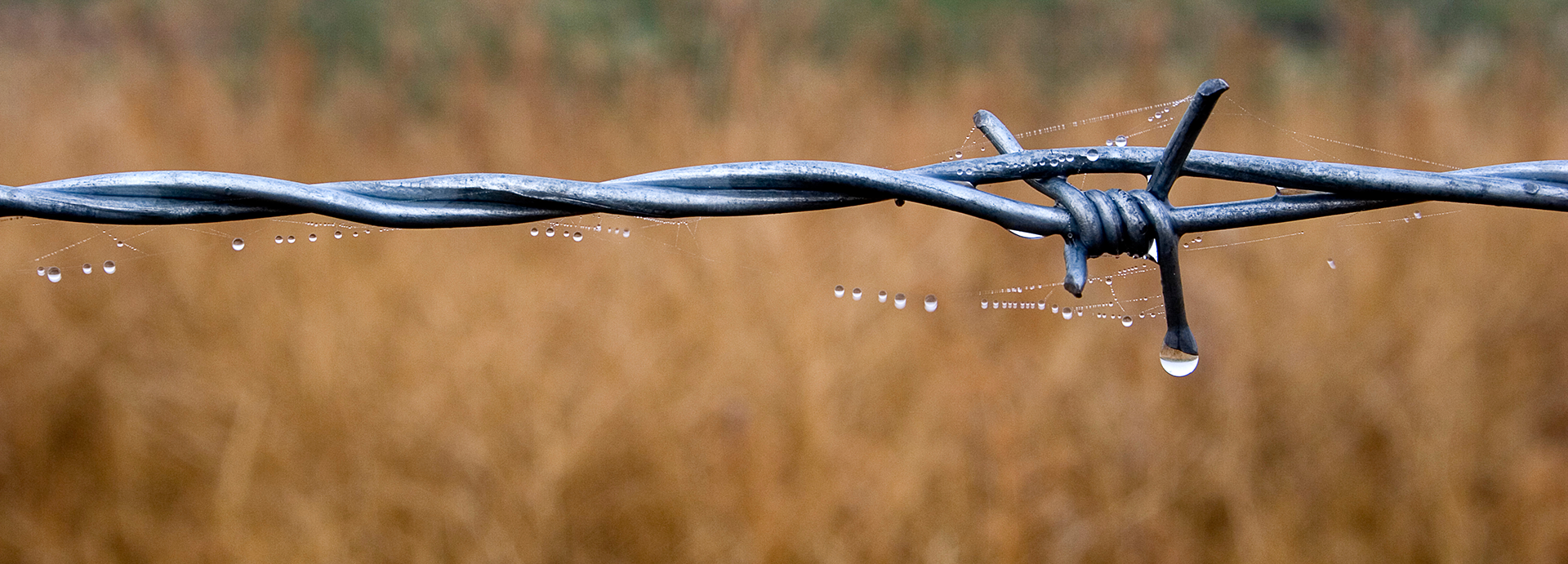 barbed wire